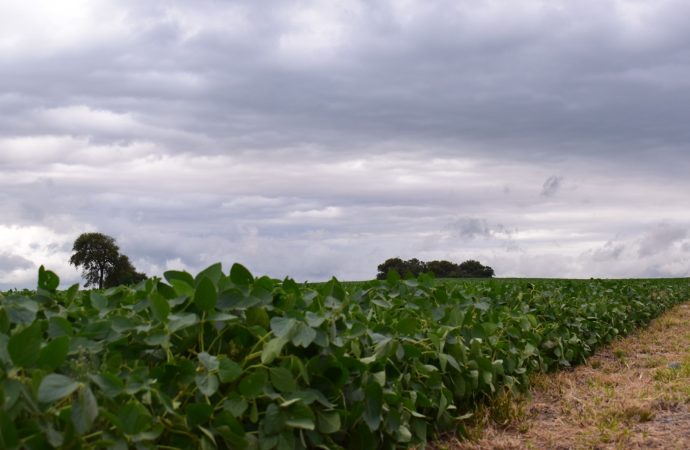 BCCBA proyecta para la provincia  de Córdoba una cosecha de 31,2 millones de toneladas, marcada por la disparidad climática