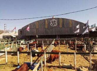 Consignaciones Córdoba rematará 1.500 cabezas en la Sociedad Rural de Jesús María