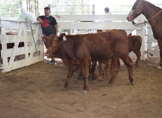 Mercado de Hacienda: la falta de oferta provocó subas en los valores de terneros y gordos en el remate de Consignaciones  Córdoba
