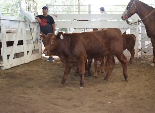 Mercado de Hacienda: la falta de oferta provocó subas en los valores de terneros y gordos en el remate de Consignaciones  Córdoba