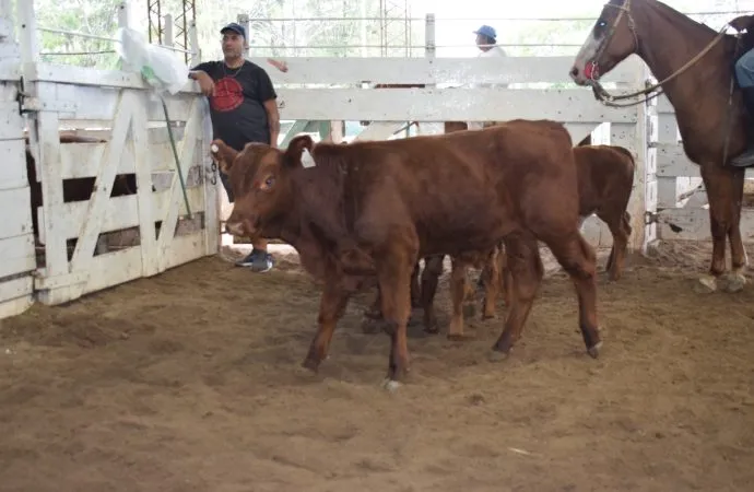 Mercado de Hacienda: la falta de oferta provocó subas en los valores de terneros y gordos en el remate de Consignaciones  Córdoba