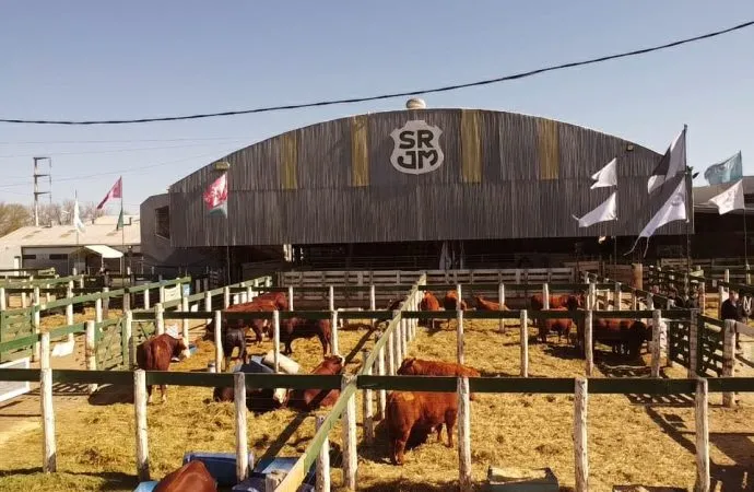 Consignaciones Córdoba anuncia una oferta de 1.000 cabezas para su habitual remate en la Rural de Jesús María