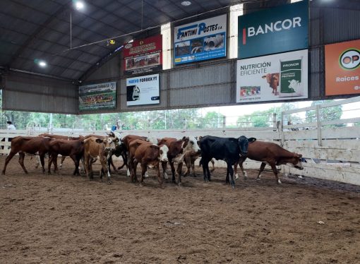 Precios sin freno: Gordos e Invernada con más subas en el remate de Consignaciones Córdoba en Jesús María