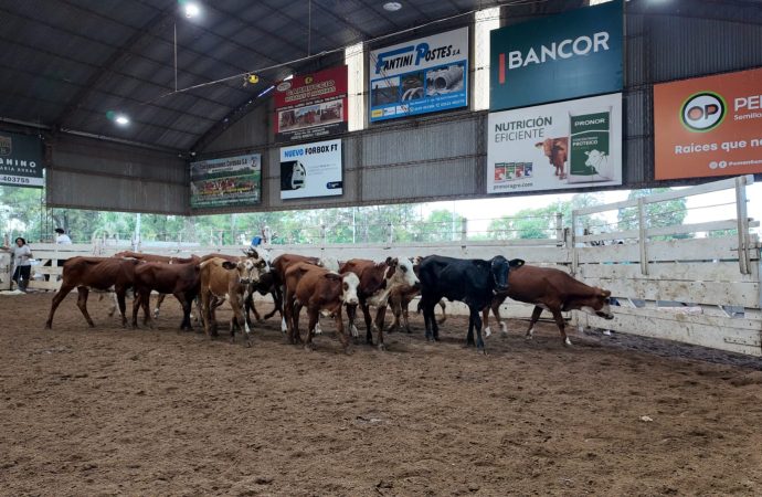 Precios sin freno: Gordos e Invernada con más subas en el remate de Consignaciones Córdoba en Jesús María