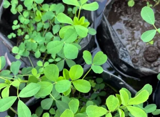 Avance científico: logran desarrollar alfalfas más resistentes al exceso de agua en el suelo