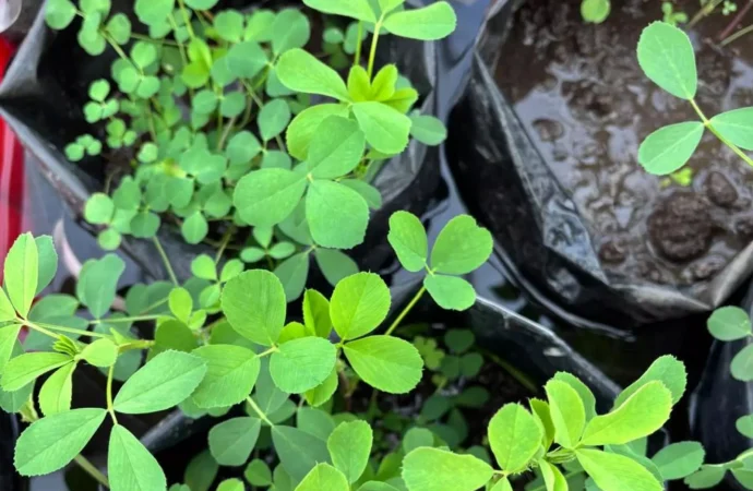 Avance científico: logran desarrollar alfalfas más resistentes al exceso de agua en el suelo