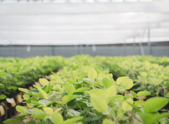 DONMARIO MÁS 2026: La apuesta por «blindar» el rinde con genética de punta y manejo de precisión