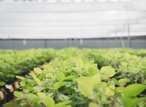 DONMARIO MÁS 2026: La apuesta por «blindar» el rinde con genética de punta y manejo de precisión