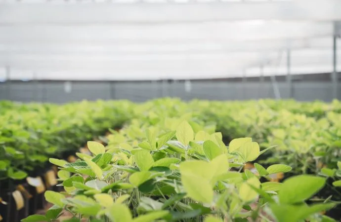 DONMARIO MÁS 2026: La apuesta por «blindar» el rinde con genética de punta y manejo de precisión