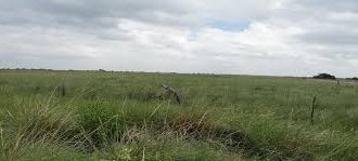 Ganadería en suelos salinos: especialistas del INTA revelan claves para potenciar la producción en los espartillares