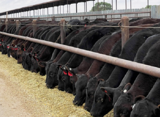 Debate en TodoLáctea: el modelo «Beef on Dairy» busca transformar la rentabilidad ganadera en Argentina