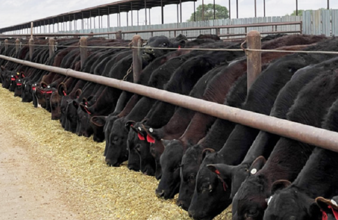 Debate en TodoLáctea: el modelo «Beef on Dairy» que busca transformar la rentabilidad ganadera en Argentina