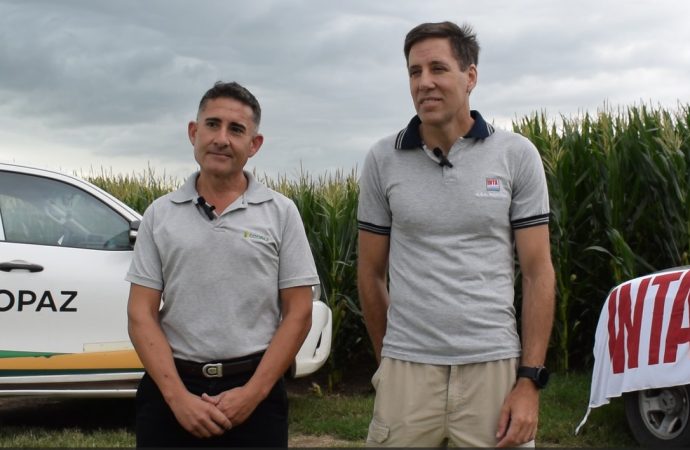 Productores del norte cordobés buscan el máximo rinde: como viene el concurso de excelencia y manejo en maíz