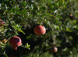 Córdoba consolida su perfil exportador con el primer envío aéreo de granadas a Rotterdam