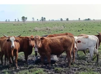 El Bovino Criollo Argentino se afianza como pilar estratégico para la eficiencia ganadera nacional