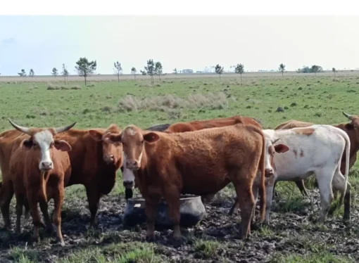 La exportación gana terreno en los corrales: los frigoríficos ya concentran más de la mitad del engorde vacuno