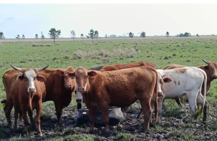 La exportación gana terreno en los corrales: los frigoríficos ya concentran más de la mitad del engorde vacuno