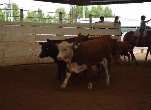 Remate de Consignaciones: la hacienda subió un 10 % en la subasta de ayer en la Sociedad Rural de Jesús María