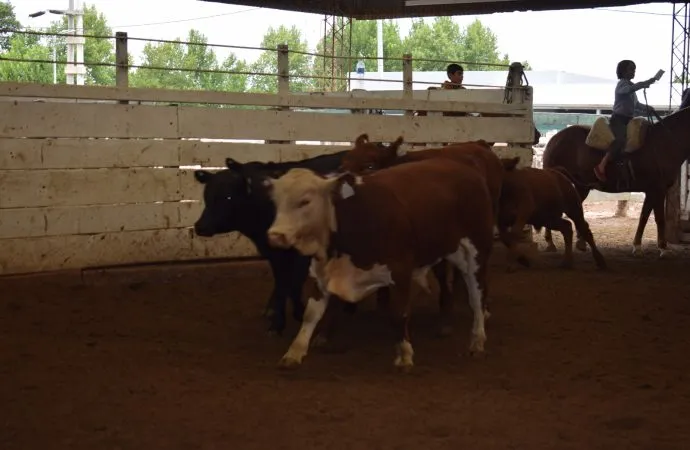 Remate de Consignaciones: la hacienda subió un 10 % en la subasta de ayer en la Sociedad Rural de Jesús María