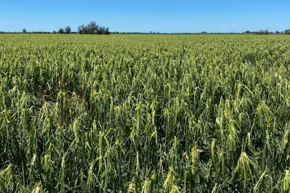 Tormentas extremas en la región núcleo: el alivio hídrico llegó acompañado de granizo y graves daños