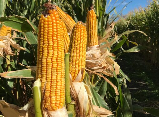 Las lluvias de febrero reconfiguran el escenario agrícola: maíz y sorgo lideran la recuperación productiva