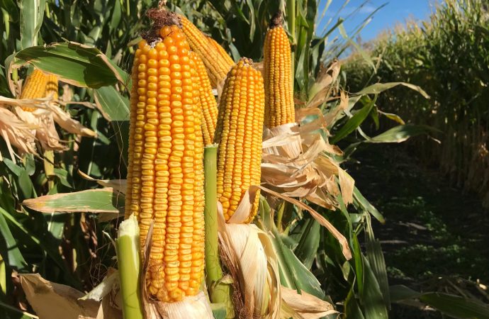 La Norpatagonia apuesta al maíz bajo riego: se realiza el primer encuentro regional en Cervantes