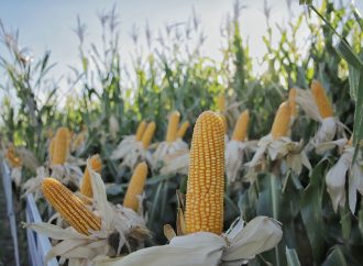 NK Semillas desembarca en Expoagro 2026 con un porfolio renovado y soluciones digitales de vanguardia