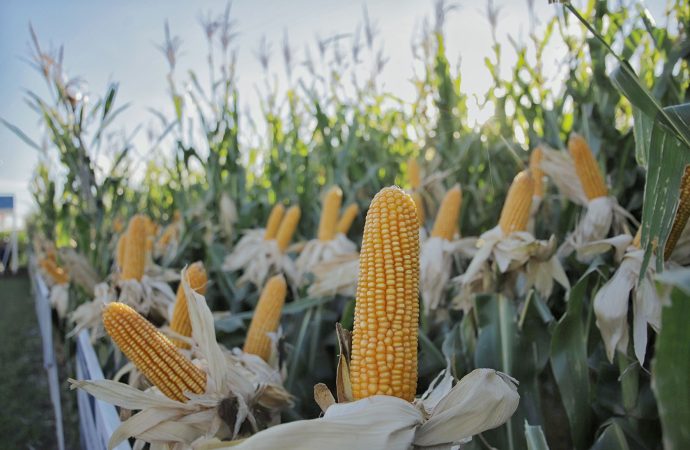 NK Semillas desembarca en Expoagro 2026 con un porfolio renovado y soluciones digitales de vanguardia