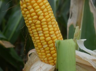 Tiene fecha el Remate del Primer Lote Cosechado de Maíz en la Bolsa de Cereales de Córdoba