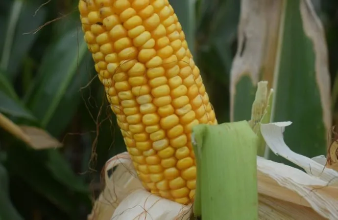 Tiene fecha el Remate del Primer Lote Cosechado de Maíz en la Bolsa de Cereales de Córdoba