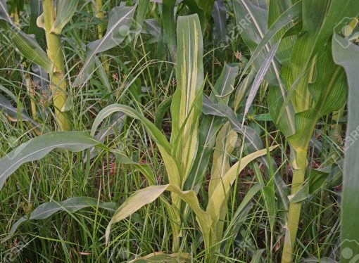 Advertencia sanitaria en el Norte cordobés: el exceso de humedad dispara enfermedades inusuales en soja y maíz