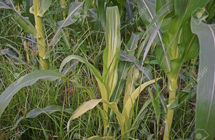 Advertencia sanitaria en el Norte cordobés: el exceso de humedad dispara enfermedades inusuales en soja y maíz