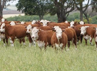 Nutrición de pasturas: el motor «escondido» para potenciar la producción de carne y leche