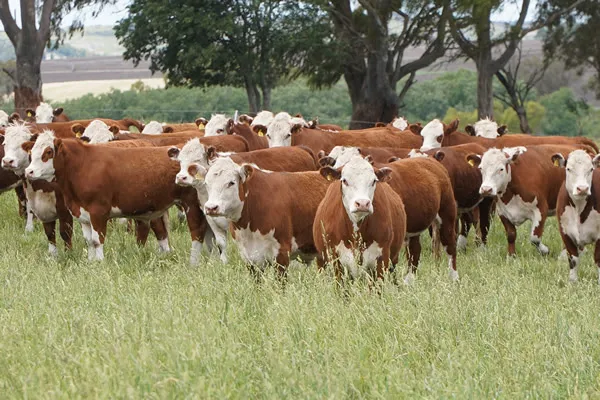 Nutrición de pasturas: el motor «escondido» para potenciar la producción de carne y leche