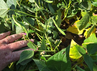 Biotecnología y sustentabilidad: las claves para transformar el cultivo de poroto en el Noroeste Argentino