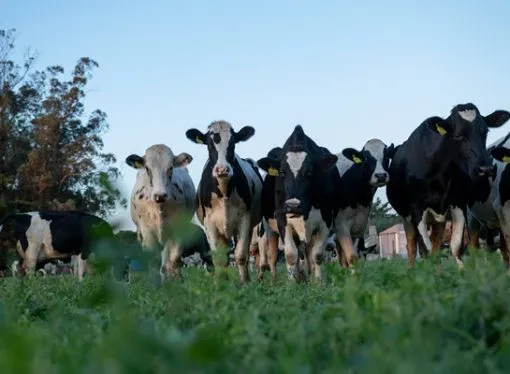 Córdoba se consolida como el motor lácteo de Argentina: ya genera casi el 36% de la producción nacional
