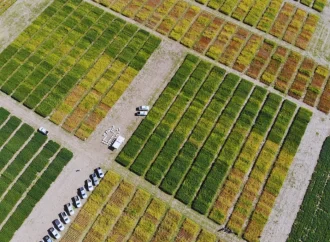 Hacia una red regional de soja: la RECSO Argentina se expande a cinco países de América