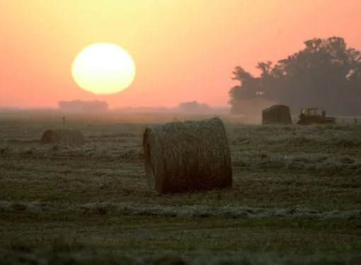 Oro verde en la Cuenca del Salado: claves del INTA para transformar el excedente de pasto en reservas estratégicas