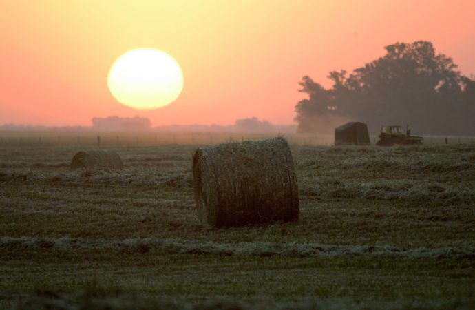 Oro verde en la Cuenca del Salado: claves del INTA para transformar el excedente de pasto en reservas estratégicas