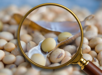 La soja bajo la lupa: entre el impacto de la sequía y la esperanza de las lluvias de febrero