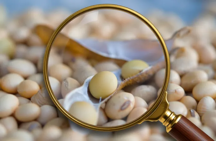 La soja bajo la lupa: entre el impacto de la sequía y la esperanza de las lluvias de febrero