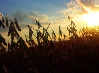 El trigo y el maíz impulsan los mercados mientras la soja retrocede en el cierre semanal