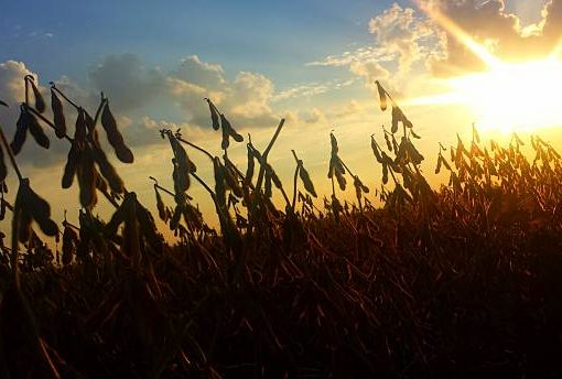 El trigo y el maíz impulsan los mercados mientras la soja retrocede en el cierre semanal