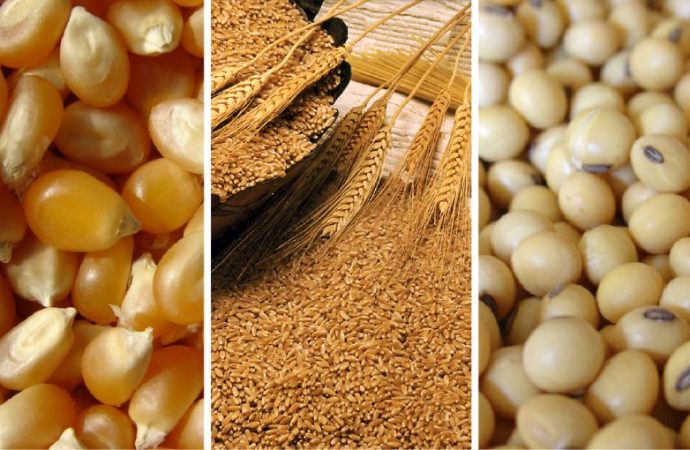 Sacudón en el Mercado de Granos: ¿Qué esperar para 2026?