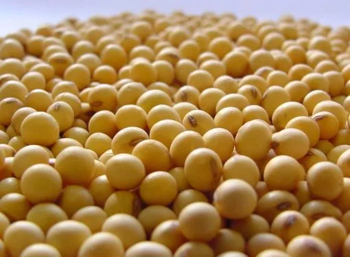 Efecto Trump impulsa la soja en Chicago, mientras el mercado local opera con cautela