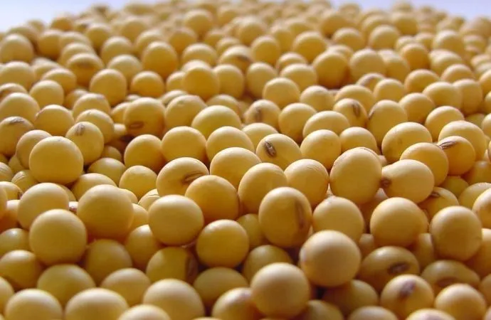 Efecto Trump impulsa la soja en Chicago, mientras el mercado local opera con cautela