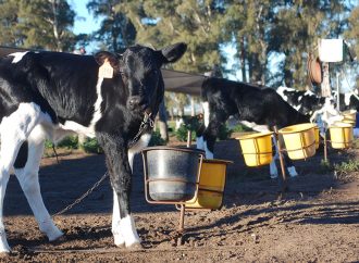 TodoLáctea 2026: El futuro de la lechería, crianza y claves y tecnología para las vacas del mañana
