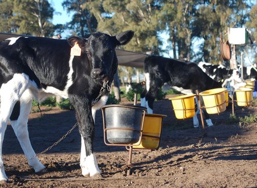 TodoLáctea: El futuro del tambo se define en los primeros meses de vida de la ternera