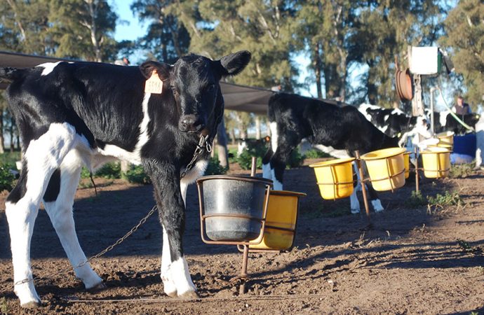 TodoLáctea 2026: El futuro de la lechería, la crianza de terneras y las claves  tecnológicas para las vacas del mañana