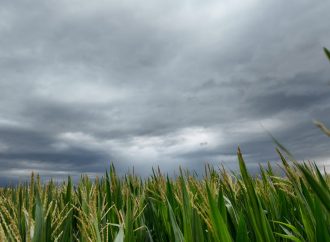 Alivio clave para el campo: las lluvias de carnaval «cambiaron el aire» en la región núcleo